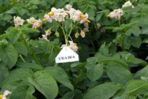 Description of the potato variety Tale, features of growing and care