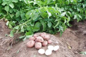 Description of the Slavyanka potato variety, features of cultivation and care