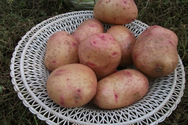 bouvreuil de pomme de terre