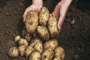 Description des variétés de pommes de terre Quarante jours, en croissance, quand creuser