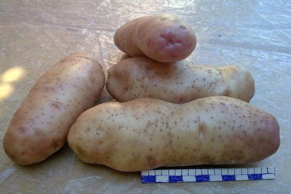 pommes de terre sur la table