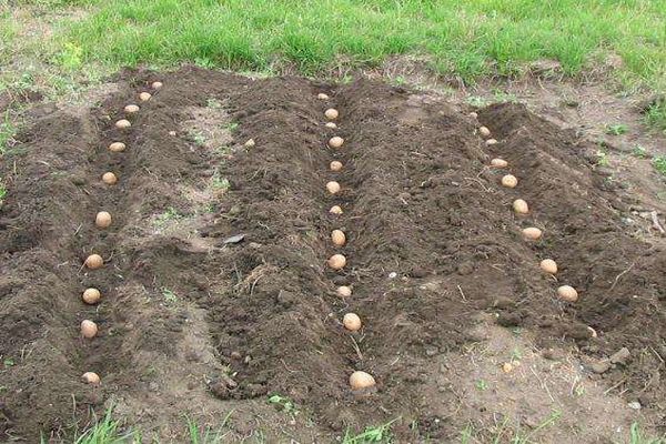 patatas en agujeros