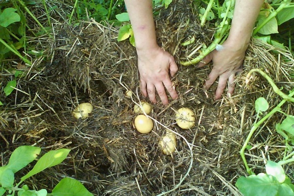 digging up the soil