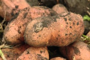 Description of potato variety Early Morning, its characteristics and yield