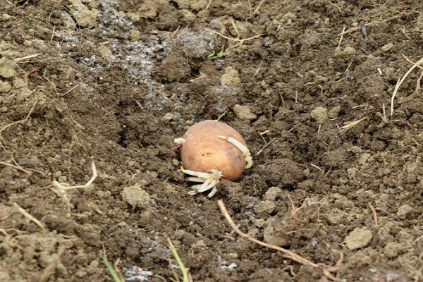 planter des pommes de terre