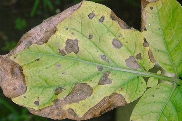 zones sur les feuilles