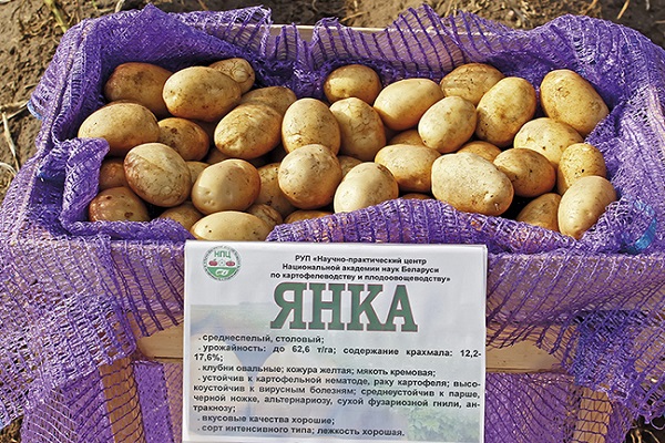 Yanka potatoes