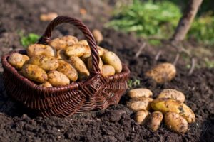 Description de la variété de pomme de terre Zorachka, caractéristiques de culture et d'entretien