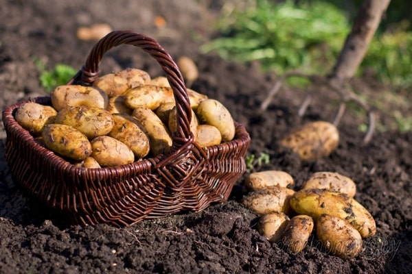 los agricultores venden