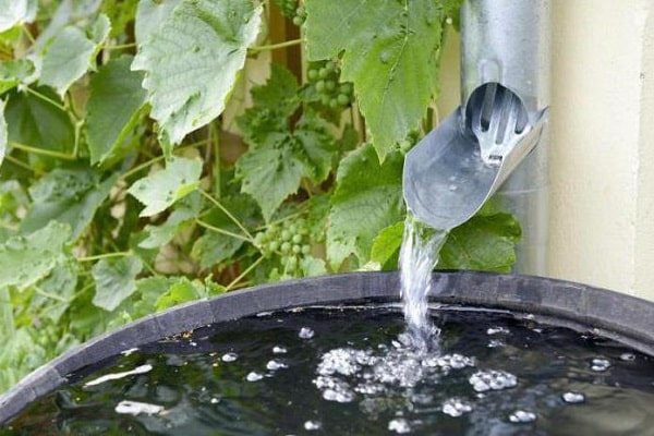 watering beets