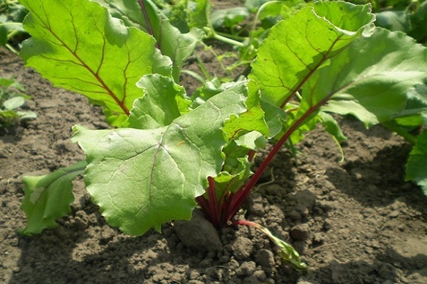 Cuándo y cómo regar las remolachas con agua salada para mantenerlas dulces