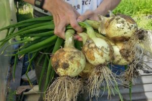 El momento en el que necesita quitar las cebollas del jardín en los Urales