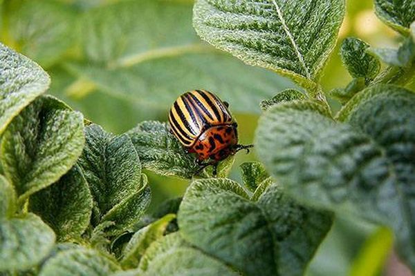 Colorado beetle