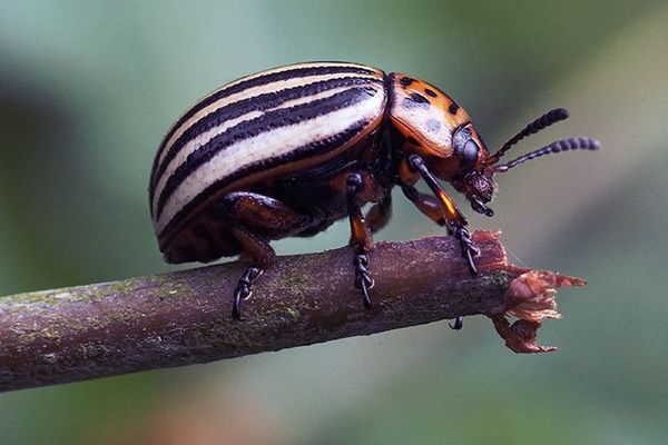 beetle sitting on a branch