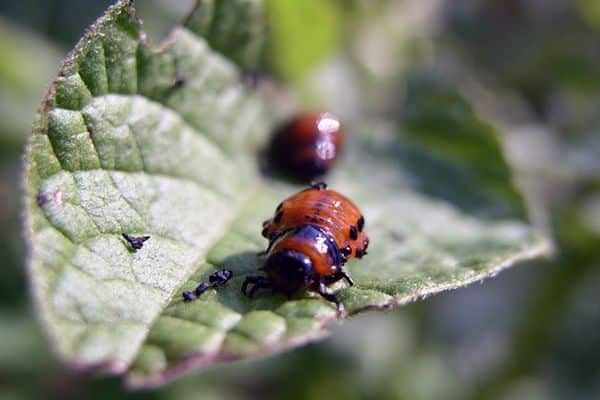 beetles eat potatoes