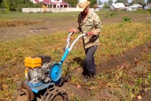 How to dig and harvest potatoes using a walk-behind tractor