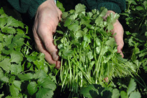 Descripción de la variedad de cilantro Caribe, características de cultivo y cuidado.