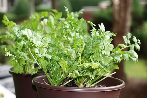 coriander seed