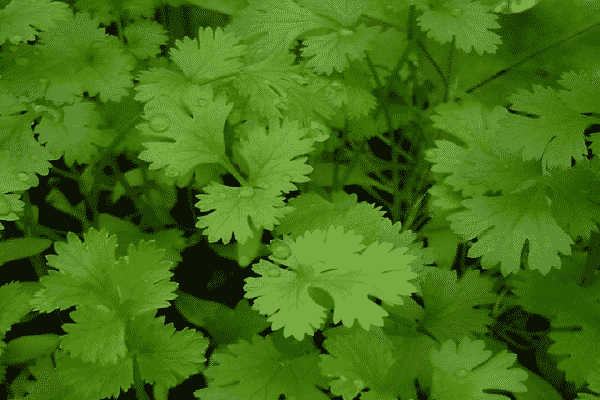 coriander harvest