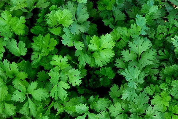 cultivo de cilantro