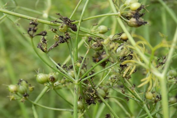 coriander diseases