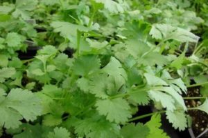 Descripción de la variedad de cilantro Amber, Borodinsky y Debut características de cultivo y cuidado.