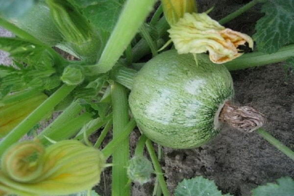 les courgettes ne sont pas fantaisistes