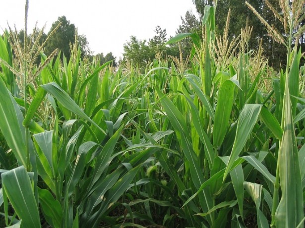 silage corn