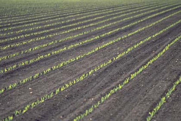 Technologie de culture du maïs pour l'ensilage, la récolte, les variétés et le rendement