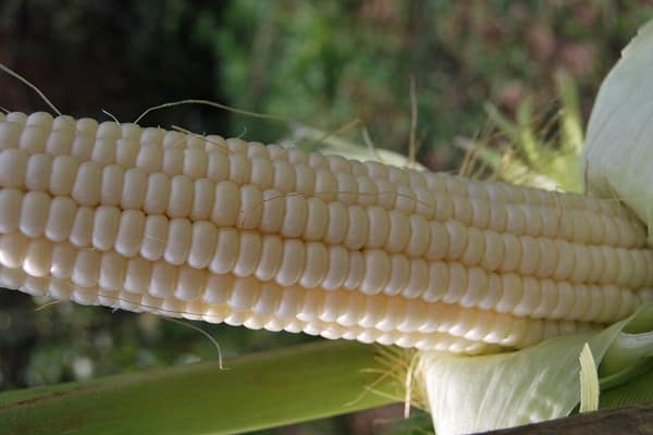 corn hybrids