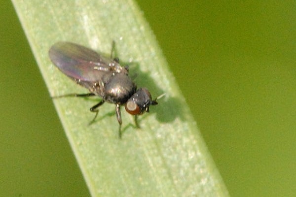 mosca sueca