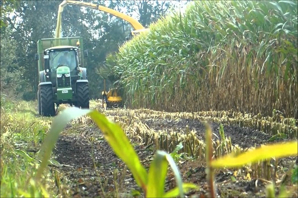 développement du grain