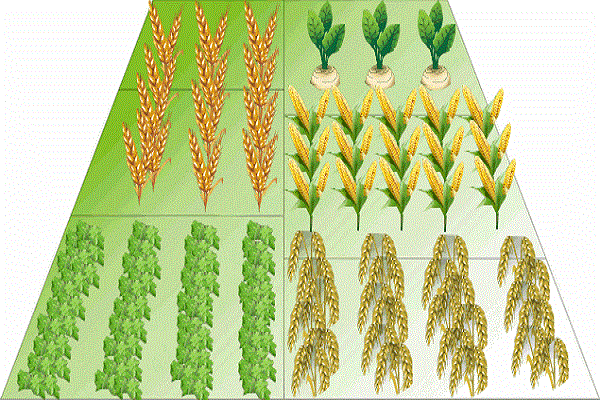 cultivado para alimento