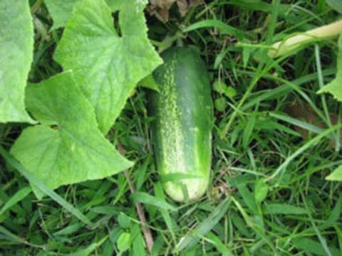 Concombre Murom dans le jardin