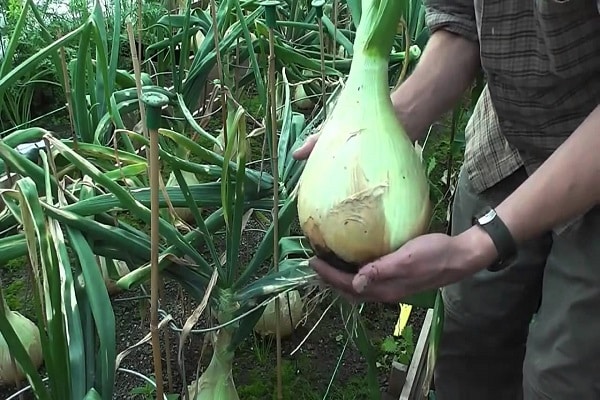 onion Exhibition