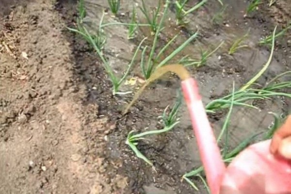 présence de mauvaises herbes