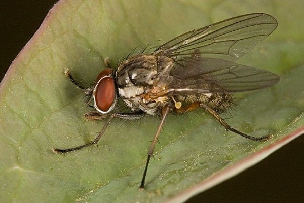 ceniza de madera