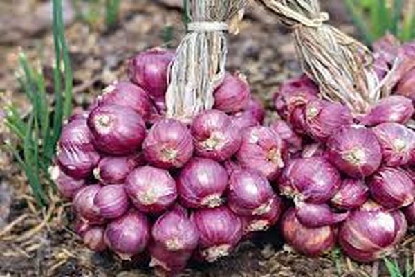 manojos de cebollas