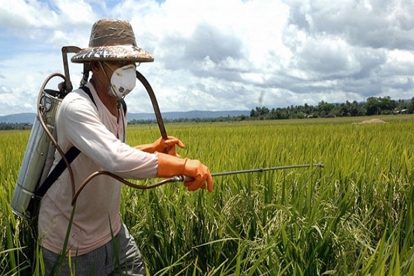 traitement aux pesticides