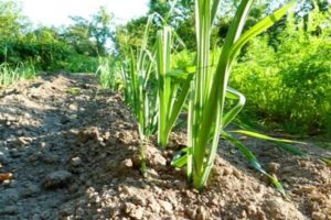 Control measures and treatment of onions from downy mildew (downy mildew)