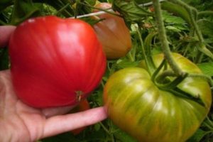 Description de la variété de tomate Ours dans le nord, caractéristiques de culture et d'entretien