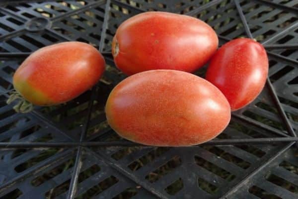 tomate abejorro peludo