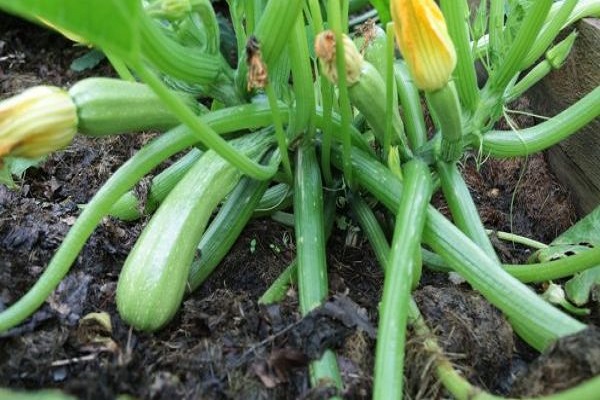 lower leaves