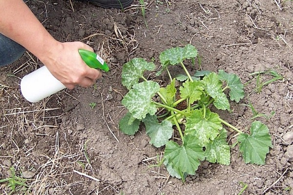 la verdura estaba dando fruto