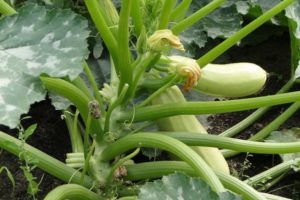 ¿Es posible cortar las hojas inferiores de calabacín en campo abierto y debe hacerse?