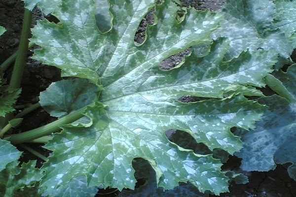 rosée sur courgettes