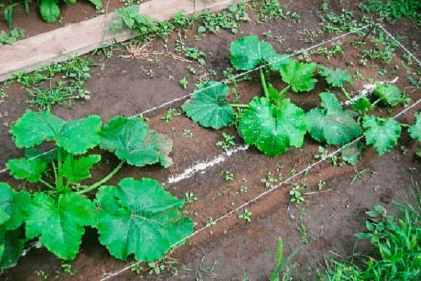 affected leaves