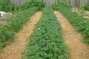 Different ways to mulch potatoes to increase yields