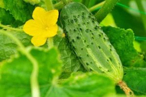 Description de la variété de concombre Muromsky, ses caractéristiques et son rendement