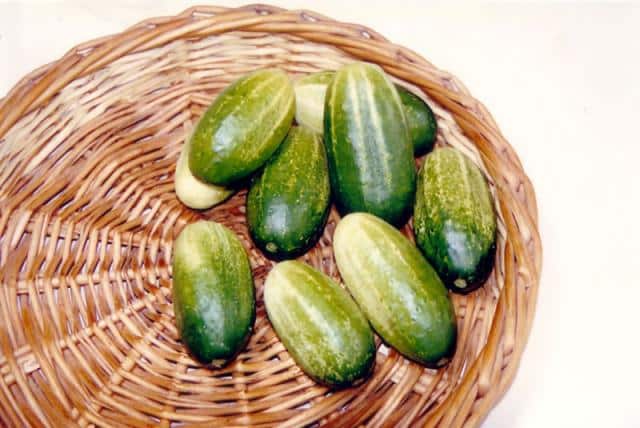 Murom cucumber harvest